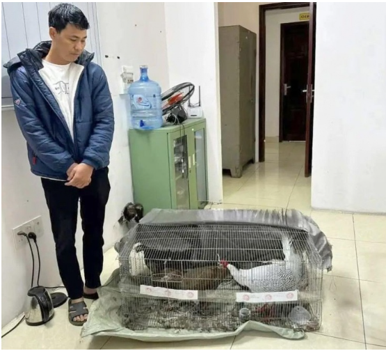 Nhiều luật sư muốn bào chữa miễn phí cho anh nông dân nhận 6 năm tù vì bán gà lôi trắng